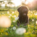 Dog friendly holiday lodges